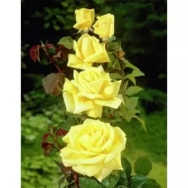 Роза плетистая Санблест 1 шт