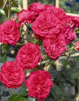 Роза плетистая Старлет Роуз Лола 1 шт