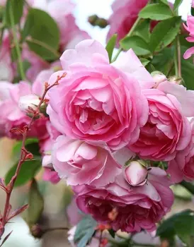 Роза плетистая Жасмина 1 шт.