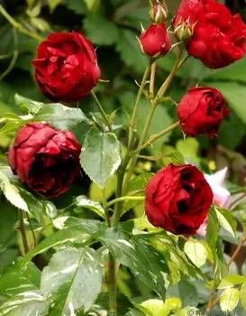 Роза шраб Иль Руж 1 шт. ОКС