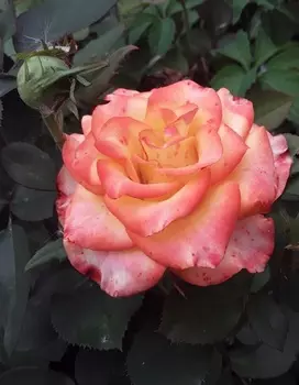 Роза спрей Бела Перл 1 шт ОКС