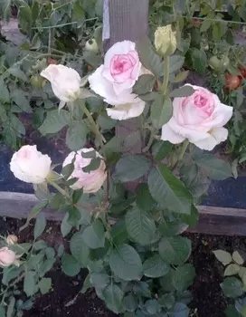 Роза чайно-гибридная Бэлла Вита 1 шт