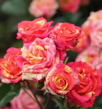 Роза спрей Файер Флеш 1 шт ОКС