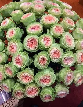 Роза спрей Гравитация 1 шт