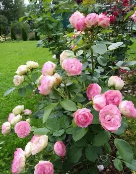 Роза спрей Лавли Рококо 1 шт