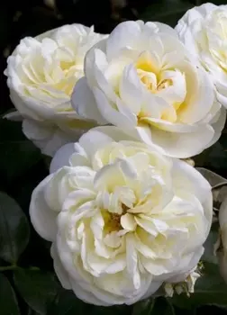 Роза спрей Леа Романтика 1 шт