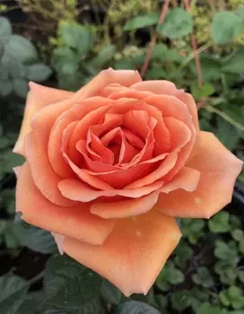 Роза спрей Леонидас 1 шт ОКС