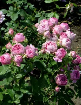 Роза спрей Мисти Бабблз 1 шт