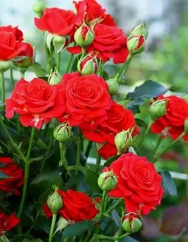 Роза спрей Ред Макарена 1 шт