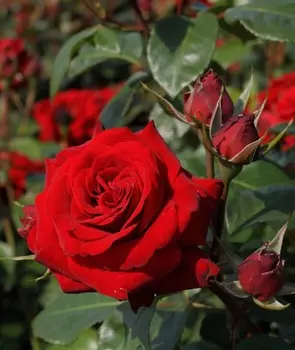 Роза спрей Сангрита 1 шт