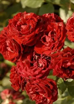 Роза спрей Таманго 1 шт ОКС