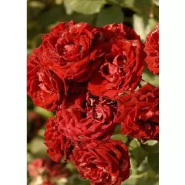 Роза спрей Таманго 1 шт