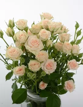 Роза спрей Яна 1 шт ОКС