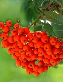 Рябина Невежинская 1 шт ОКС