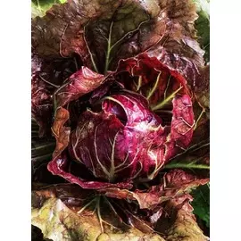 Салат цикорный Контраст (Селекция "ВХ") 1 гр цв.п