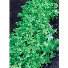 Салат Дубровский (Селекция "ВХ") 1 гр цв.п