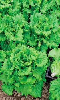 Салат Кучерявец сибирский 1 гр цв.п (Сибирская серия)