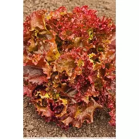 Салат Лолло-Росса 0,5 гр б.п