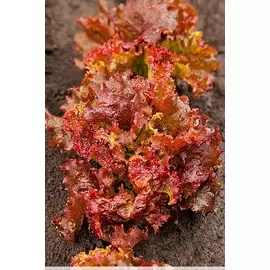 Салат Лолло-Росса 0,5 гр цв.п