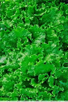 Салат Витаминный 1 гр б.п