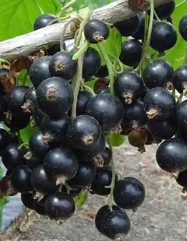 Смородина черная Дачница 1 шт