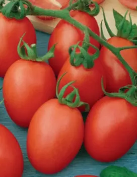 Томат Акварель (УД) 20 шт цв.п