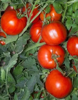 Томат Анита 0,05 гр цв.п (Сибирская серия)