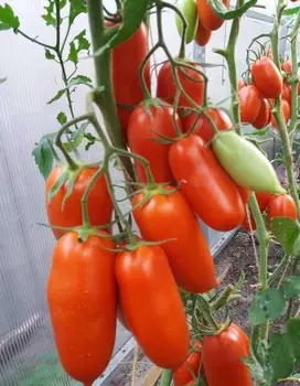 Томат Каскадер 0,1 гр цв.п. (Солнечный десант)