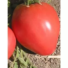 Томат Любящее Сердце красное (УД) 20 шт. цв.п.