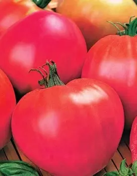 Томат Мишка Косолапый Розовый (УД) 20 шт. цв.п.