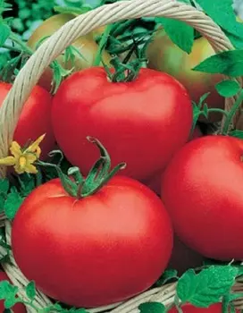 Томат Москвич (УД) 20 шт. цв.п.