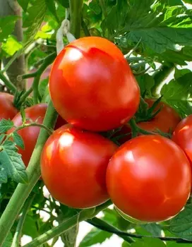 Томат Огни Москвы 0,05 гр цв.п