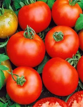 Томат Рекордсмен 0,1 г цв/п (Солнечный десант)