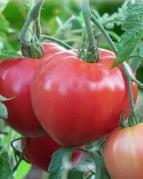 Томат Розовые вершины F1 (Селекция "ВХ") 0,05 гр цв.п