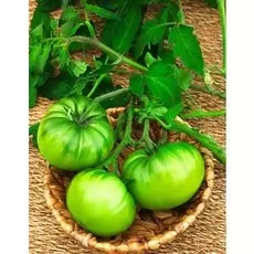 Томат Сибирский конфитюр (Сибирский киви) (УД) F1 20 шт цв.п.