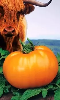 Томат Золотой Бык (УД) 20 шт цв.п