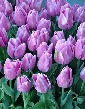 Тюльпан Алиби 1 уп.(5 шт.)