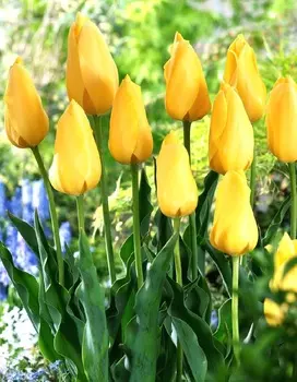Тюльпан Биг Смайл 1 уп. (5шт.)