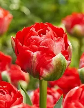 Тюльпан Бомбастик Ред 1 уп. (3шт.)