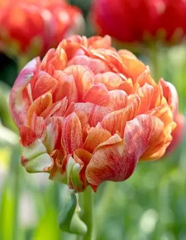 Тюльпан Дабл Гудошник 1 уп. (3шт.)