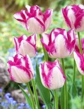 Тюльпан Дель Пьеро 1 уп. (3шт.)