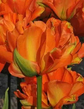 Тюльпан Диснейленд Париж 1 уп. (3шт.)