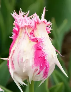 Тюльпан Дракенштейн 1 уп. (5шт.)