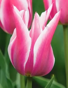 Тюльпан Дрим Уорлд 1 уп. (3шт.)