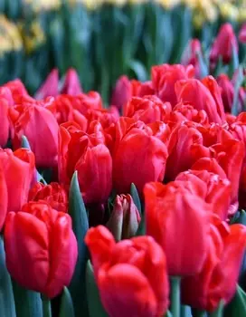 Тюльпан Феррари 1 уп. (3шт.)