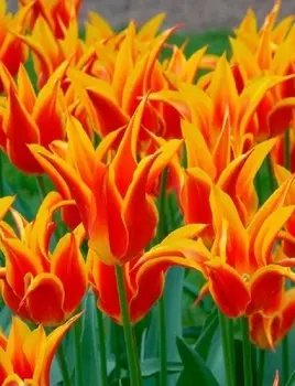 Тюльпан Флай Эвэй 1 уп. (3шт.)