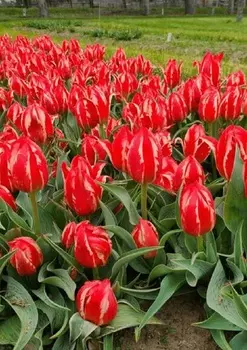 Тюльпан Френдли Файр 1 уп. (5 шт.) весна