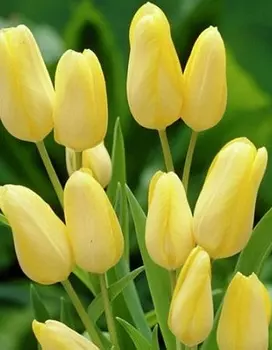 Тюльпан Ханс Дитрих Геншер 1 уп. (3шт.)