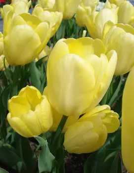 Тюльпан Ханс Дитрих Геншер 1 уп. (5шт.) весна