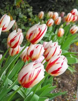 Тюльпан Хеппи Дженерейшн 1 уп. (3шт.)